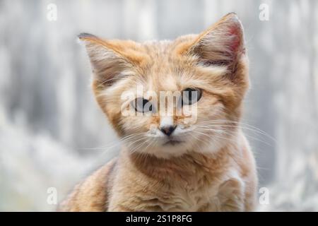Ritratto di gatto di sabbia araba Foto Stock
