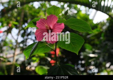 Hibiscus rosa in piena fioritura in un giorno d'estate. Foto Stock