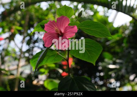 Hibiscus rosa in piena fioritura in un giorno d'estate. Foto Stock