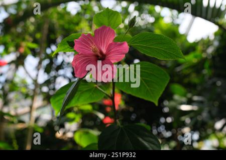 Hibiscus rosa in piena fioritura in un giorno d'estate. Foto Stock