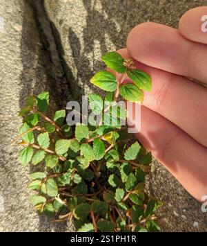 Tappeto di sabbia per amaca della Florida (Euphorbia ophthalmica) Foto Stock