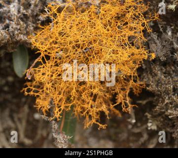 Golden Hair-lichen (Teloschistes flavicans) Foto Stock