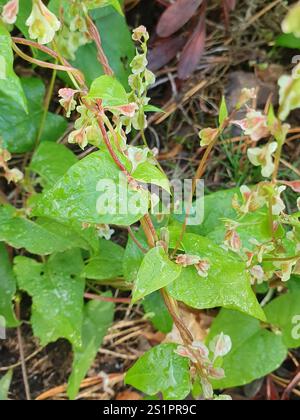 Bindweed di rame (Fallopia dumetorum) Foto Stock