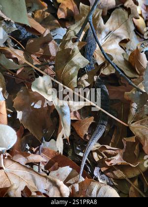 San Francisco Alligator Lizard (Elgaria coerulea coerulea) Foto Stock