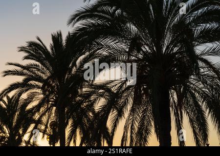 Sagome di palme contro un tramonto luminoso. Paesaggio tropicale, natura esotica, svago e viaggi. Immagine perfetta per la pubblicità turistica des Foto Stock