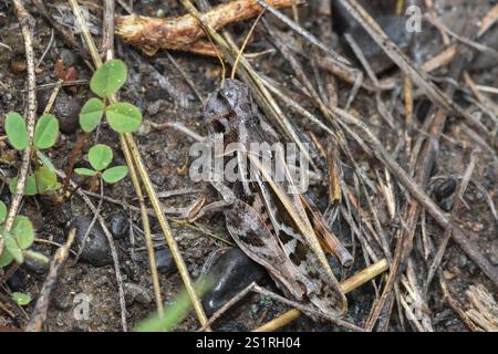 Grasshopper con ali di corallo (Pardalophora apiculata) Foto Stock