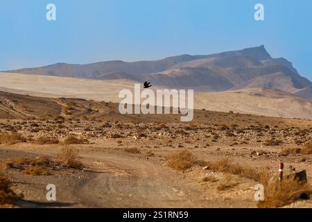 Common Raven - Corvus corax anche Corvo occidentale o Corvo settentrionale, grande uccello passerino tutto nero, molto intelligente, che vola nel cielo e si siede in t Foto Stock