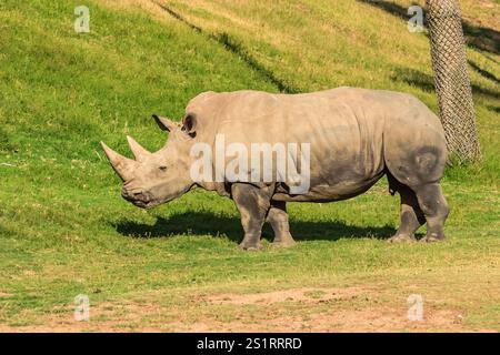 Un rinoceronte sta camminando attraverso un campo erboso. Il rinoceronte è grande e ha un corno sulla testa. L'erba è verde e il cielo è blu Foto Stock