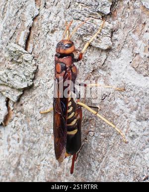 Coda di piccione (Tremex columba) Foto Stock