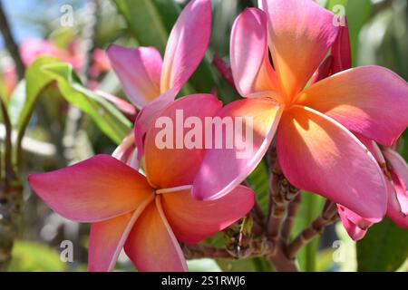 Plumeria Tropical Florida Flower in Bloom. Foto Stock