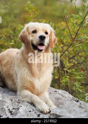 Un Tolling Retriever di anatra della nuova Scozia si trova graziosamente su una roccia con lussureggiante vegetazione sullo sfondo. L'espressione della calma del cane contrasta magnificamente Foto Stock
