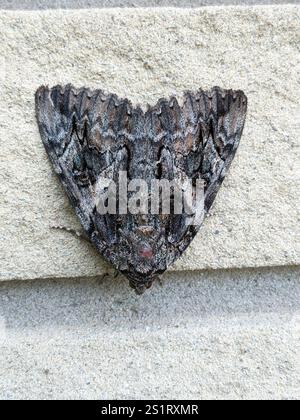 Underwing penitente (Catocala piatrix) Foto Stock