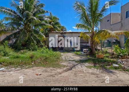 Rustic House circondata da lussureggianti palme sotto il Bright Blue Sky, Isla Holbox, Messico Foto Stock