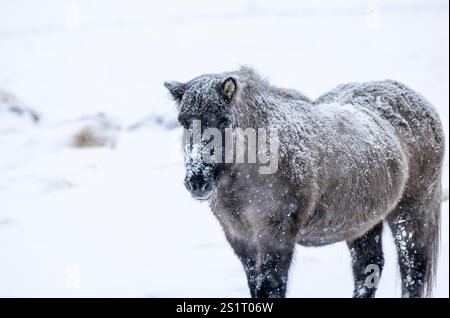 Akureiry, Islanda. 15 luglio 2023. Un cavallo islandese si trova nella neve in uno dei campi di allevamento vicino a una foresta nella città di Akureiry in Islanda. Il cavallo islandese rappresenta una razza distintiva originaria dell'Islanda, nota per la loro resistenza e versatilità. Di dimensioni da piccole a medie, sono robuste e conformi a Long manes. Ben adattate alle dure condizioni climatiche del loro paese d'origine, sono famose per le loro due cornamuse uniche, la "tÃ¶lt" e la "flokk", che le distinguono dalle altre razze. Il loro temperamento tranquillo li rende ideali per i piloti di tutti i livelli Foto Stock