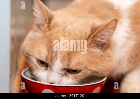 Un gatto dello zenzero sta mangiando delicatamente da una ciotola rossa con pois bianchi. Gli occhi verdi del gatto si concentrano sul suo cibo, poichè si siede comodamente su un suon di legno Foto Stock