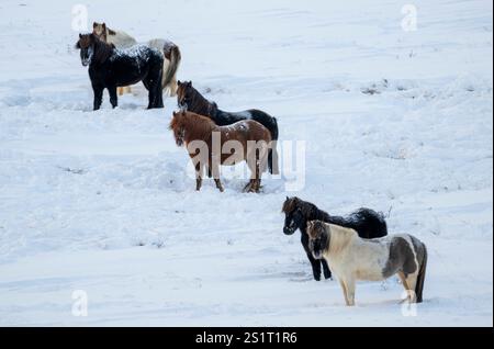 Akureiry, Islanda. 15 luglio 2023. Un gruppo di cavalli islandesi pascolano in un campo innevato vicino a un centro di allevamento vicino al villaggio di Akureiry in Islanda. Il cavallo islandese rappresenta una razza distintiva originaria dell'Islanda, nota per la loro resistenza e versatilità. Di dimensioni da piccole a medie, sono robuste e conformi a Long manes. Ben adattate alle dure condizioni climatiche del loro paese d'origine, sono famose per le loro due cornamuse uniche, la "tÃ¶lt" e la "flokk", che le distinguono dalle altre razze. Il loro temperamento silenzioso li rende ideali per i motociclisti di Foto Stock