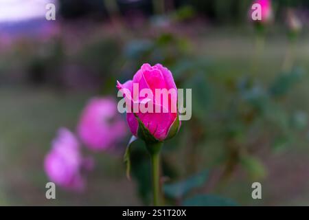 Una rosa vivace si distingue in un tranquillo giardino, circondato da fiori rosa delicatamente sfocati. I caldi colori del tramonto creano un'atmosfera incantevole Foto Stock