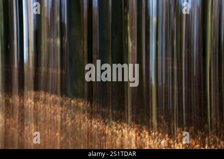 Foto di sfondo in movimento di una foresta autunnale come immagine astratta con colori autunnali. Foto di sfondo in movimento con colori autunnali Foto Stock