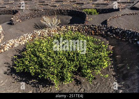 2016, la Geria, Lanzarote, la Geria, ESP, Spagna, Isole Canarie, Isole Canarie, Oceano Atlantico, Lanzarote, riserva della biosfera, vulcano, vulcanismo, vol Foto Stock