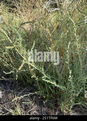 Fivehorn smotherweed (Bassia hyssopifolia) Foto Stock