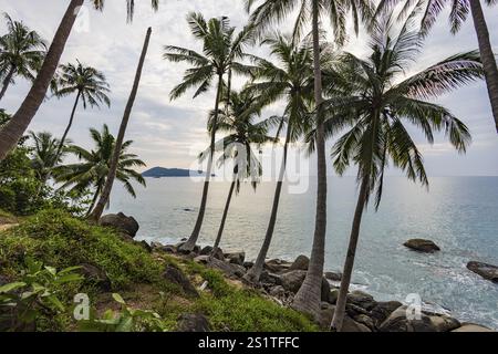 Spiaggia selvaggia con surf sulla costa di fronte all'Oceano Indiano. Palme e alte onde al tramonto. Patong, Kathu, isola di Phuket, Thailandia, Asia Foto Stock