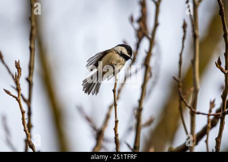 Chickadee con il tetto nero atterra su una piccola diramazione al Whitaker Ponds Nature Park di Portland, Oregon Foto Stock