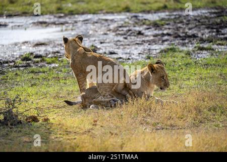 Leone (Panthera leo), due cuccioli giocosi combattimenti, Khwai, Delta dell'Okavango, riserva di caccia Moremi, Botswana, Africa Foto Stock