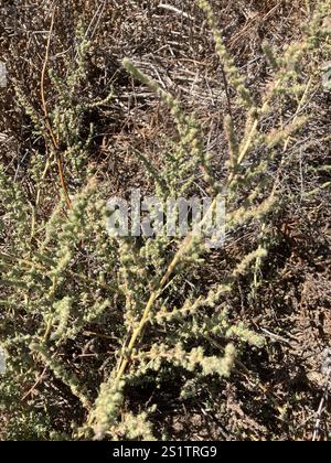 Fivehorn smotherweed (Bassia hyssopifolia) Foto Stock