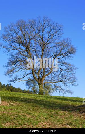 Alberi in primavera nella Foresta Nera settentrionale Foto Stock