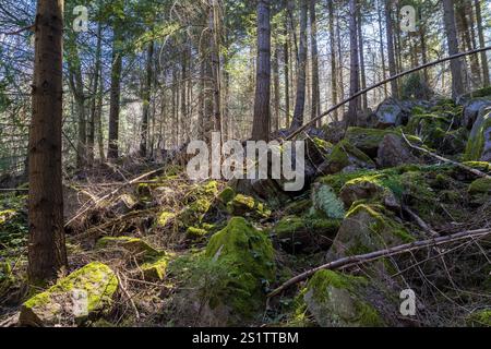 Mare di rocce nella foresta vicino a Heidelberg con grandi massi coperti di muschio nel mezzo di un'alta foresta di abeti rossi. Mare di pietre nel forrest o Foto Stock