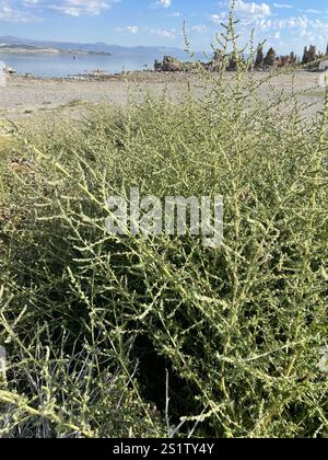 Fivehorn smotherweed (Bassia hyssopifolia) Foto Stock