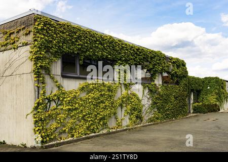 Breites Gebaeude, dessen eine Seite fast vollstaendig von gruenen Ranken bedeckt ist, vor einem offenen Grundstueck und blauem Himmel mit bauschigen W. Foto Stock