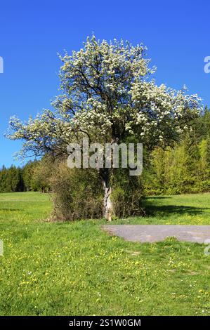 Alberi in primavera nella Foresta Nera settentrionale Foto Stock