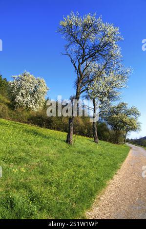 Alberi in primavera nella Foresta Nera settentrionale Foto Stock