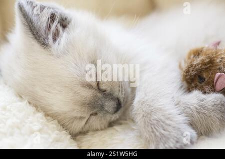 Piccolo gattino inglese shorthair color argento in questa graziosa casa accogliente Foto Stock