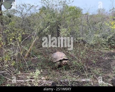 Sierra Negra Tartaruga gigante (Chelonoidis niger guntheri) Foto Stock