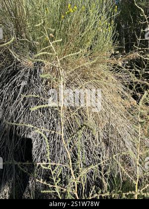 Fivehorn smotherweed (Bassia hyssopifolia) Foto Stock