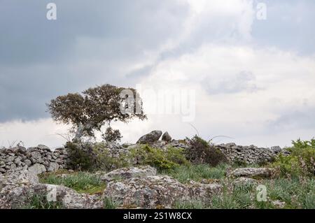 Quercia di sughero che cresce vicino a un muro di pietra secca in un paesaggio roccioso sotto un cielo nuvoloso in primavera Foto Stock