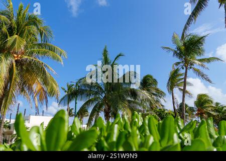 Un gruppo di palme splendidamente sagomate contro un cielo blu limpido Foto Stock