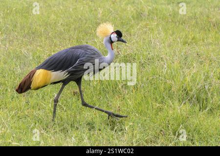 Gru coronata che corre attraverso l'erba alta nella fauna selvatica del Kenya. Bella gru coronata in erba verde nella fauna selvatica del Kenya Foto Stock