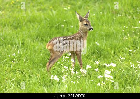 Il bellissimo Cervo Fawn si erge su un prato con fiori in primavera Foto Stock