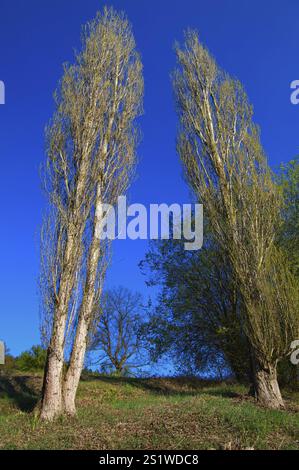 Alberi in primavera nella Foresta Nera settentrionale Foto Stock