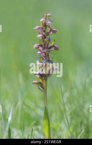 Orchidea rana, Coeloglossum viride Foto Stock