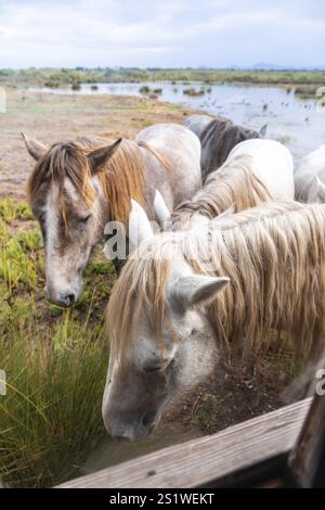 Cavalli selvaggi che pascolano pacificamente vicino all'acqua nel parco naturale di S'albufera, una splendida zona umida sull'isola di maiorca Foto Stock