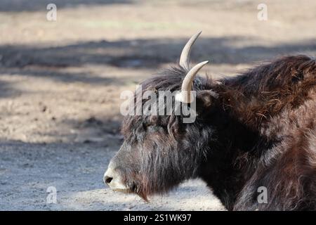 yak testa e spalle di profilo Foto Stock