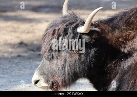 primo piano della testa e delle spalle in yak di profilo Foto Stock