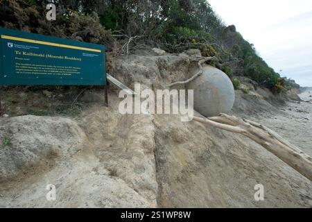 Moeraki Boulder, Otago Coast, Koehoe Beach sull'Isola del Sud, nuova Zelanda Foto Stock
