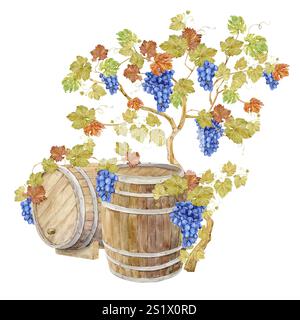 Due botti di rovere di legno acquerello per conservare il vino fermentato. Botte marrone acquerello con vite d'uva. Illustrazione di bacche blu, foglie e rami. Ottimo punto di riferimento per etichette di vini, aziende vinicole e ristoranti. Foto Stock