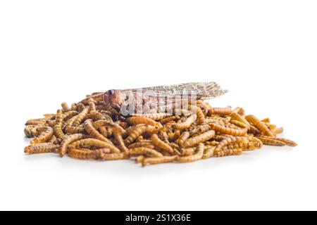 Vermi salati secchi. Vermi arrostiti e cavalletta isolati su sfondo bianco. Foto Stock