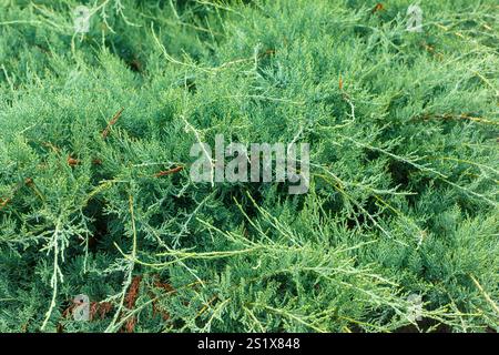 Cespuglio di ginepro verde denso con rami complessi. Struttura di una pianta sempreverde per il paesaggio e il design naturale Foto Stock